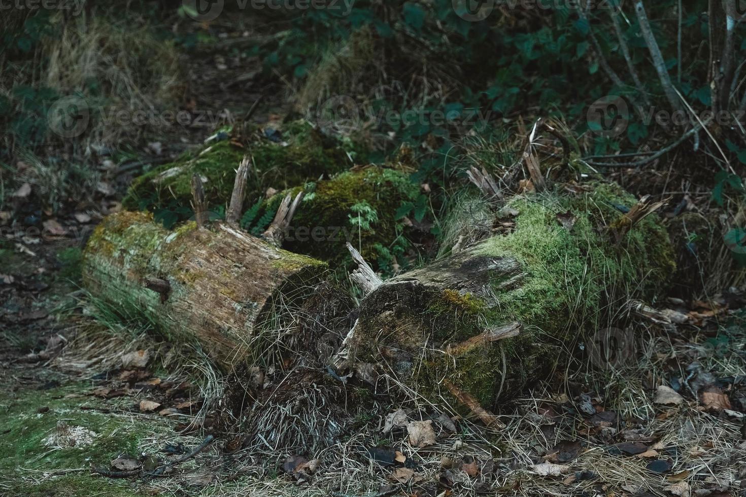 de vieilles bûches pourries couvertes de mousse se trouvent sur le sol dans la forêt sauvage parmi les arbres photo