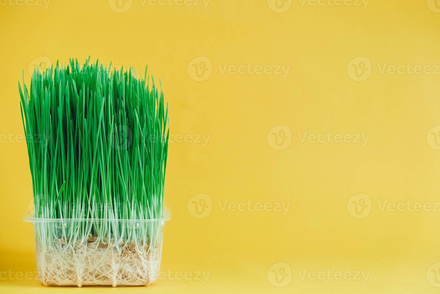 herbe verte germée dans un récipient en plastique transparent sur fond jaune. copie, espace vide pour le texte photo