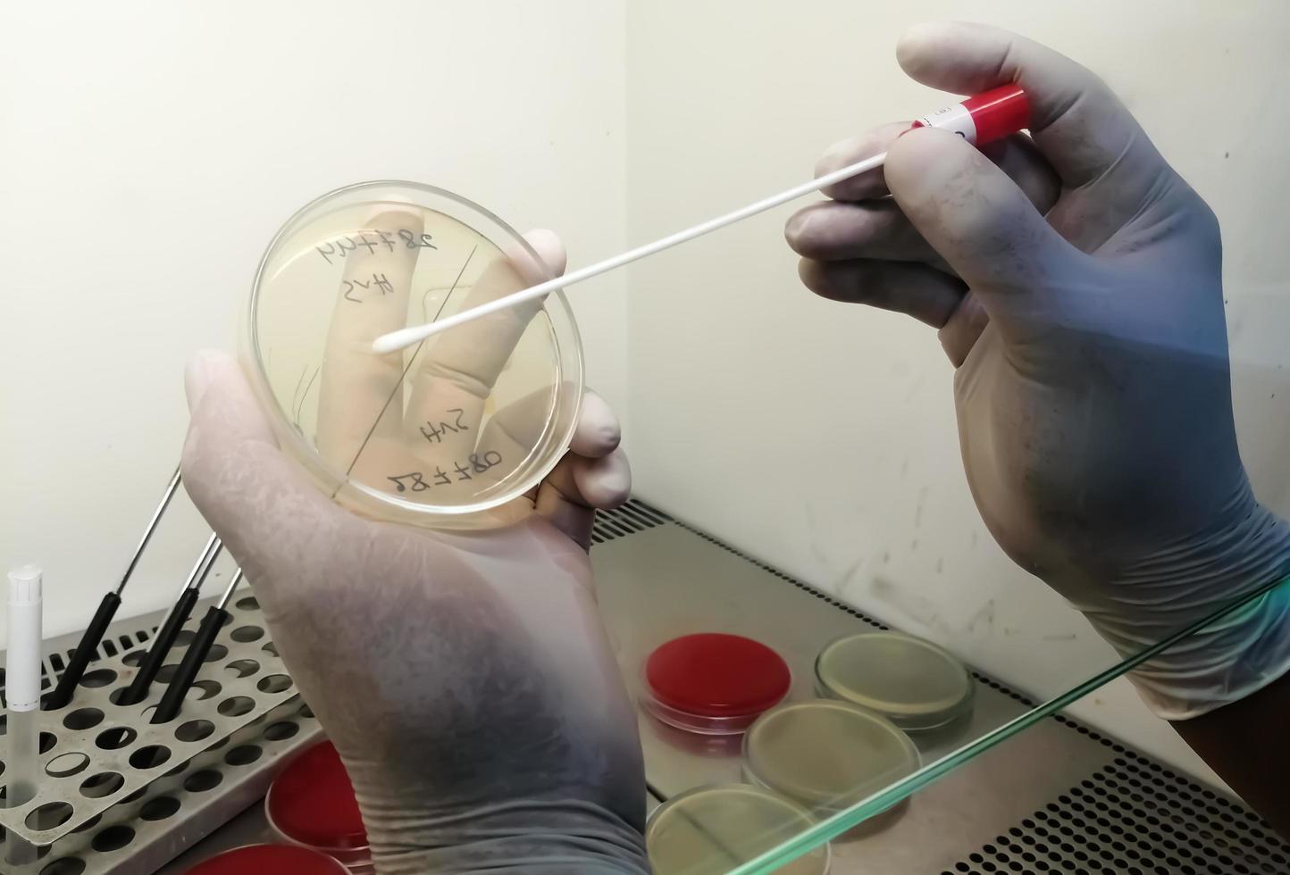 scientifique analysant une plaque de pétri en laboratoire ou microbiologiste travaillant avec une boîte de pétri pour analyse en laboratoire de microbiologie photo