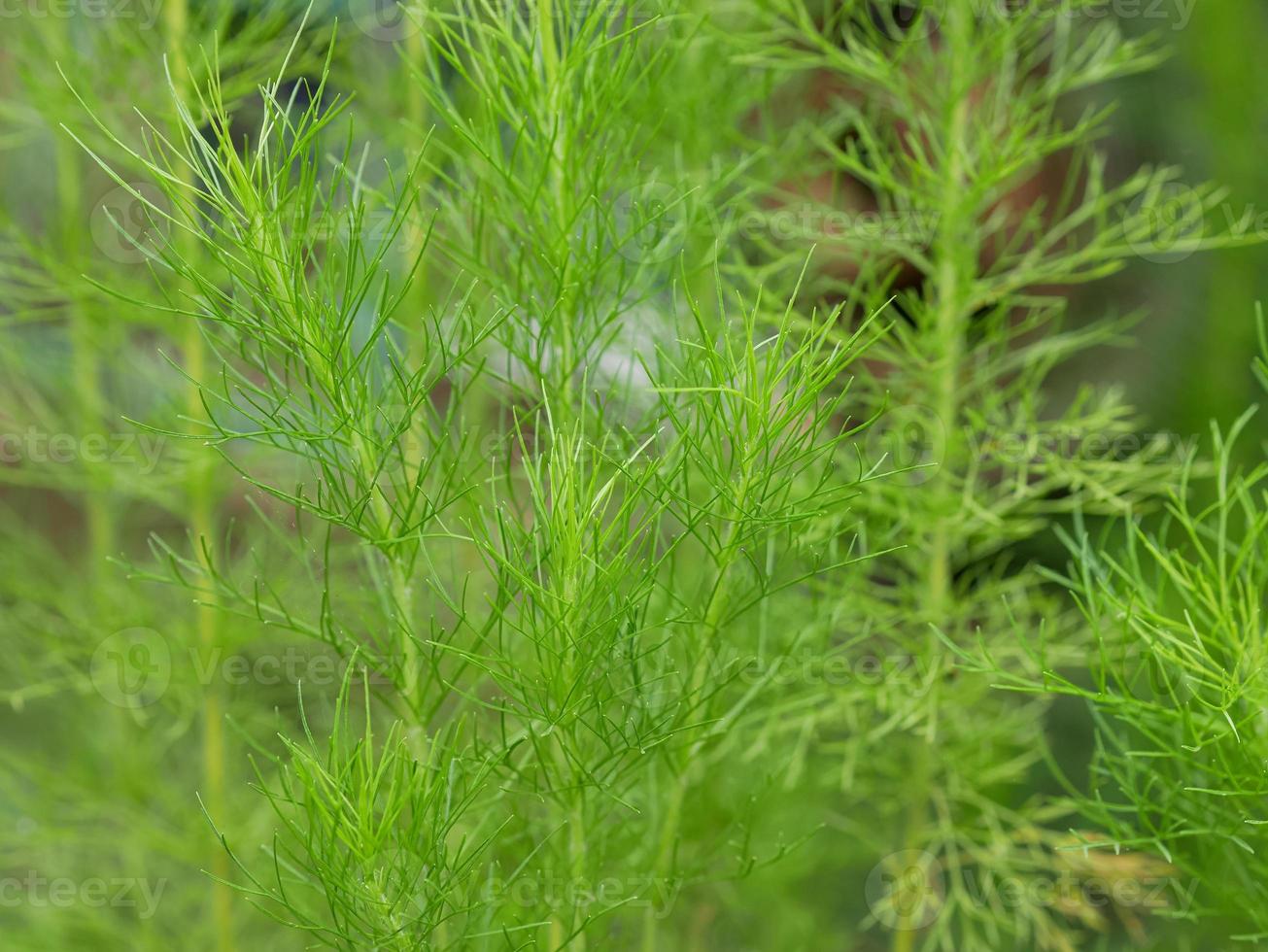 gros plan d'artemisia scoparia, plante ornementale, arrière-plan vert nature photo