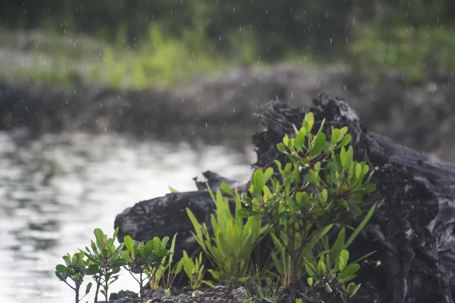 buissons et plantes sauvages qui poussent autour de la forêt de mangrove photo