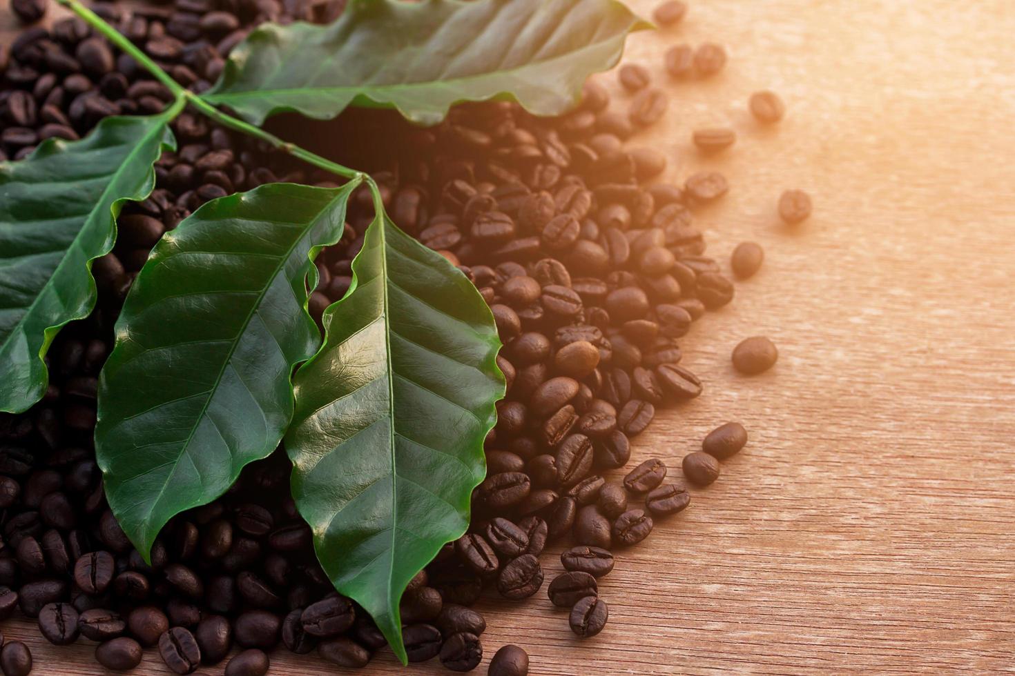 gros plan de grains de café et de feuilles vertes fraîches photo