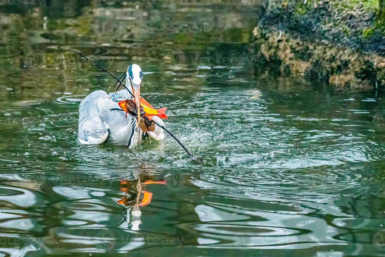 le héron cendré au parc de terni photo