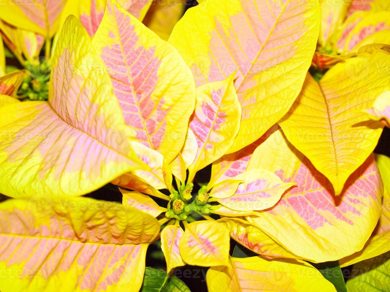 fleur de poinsettia jaune photo