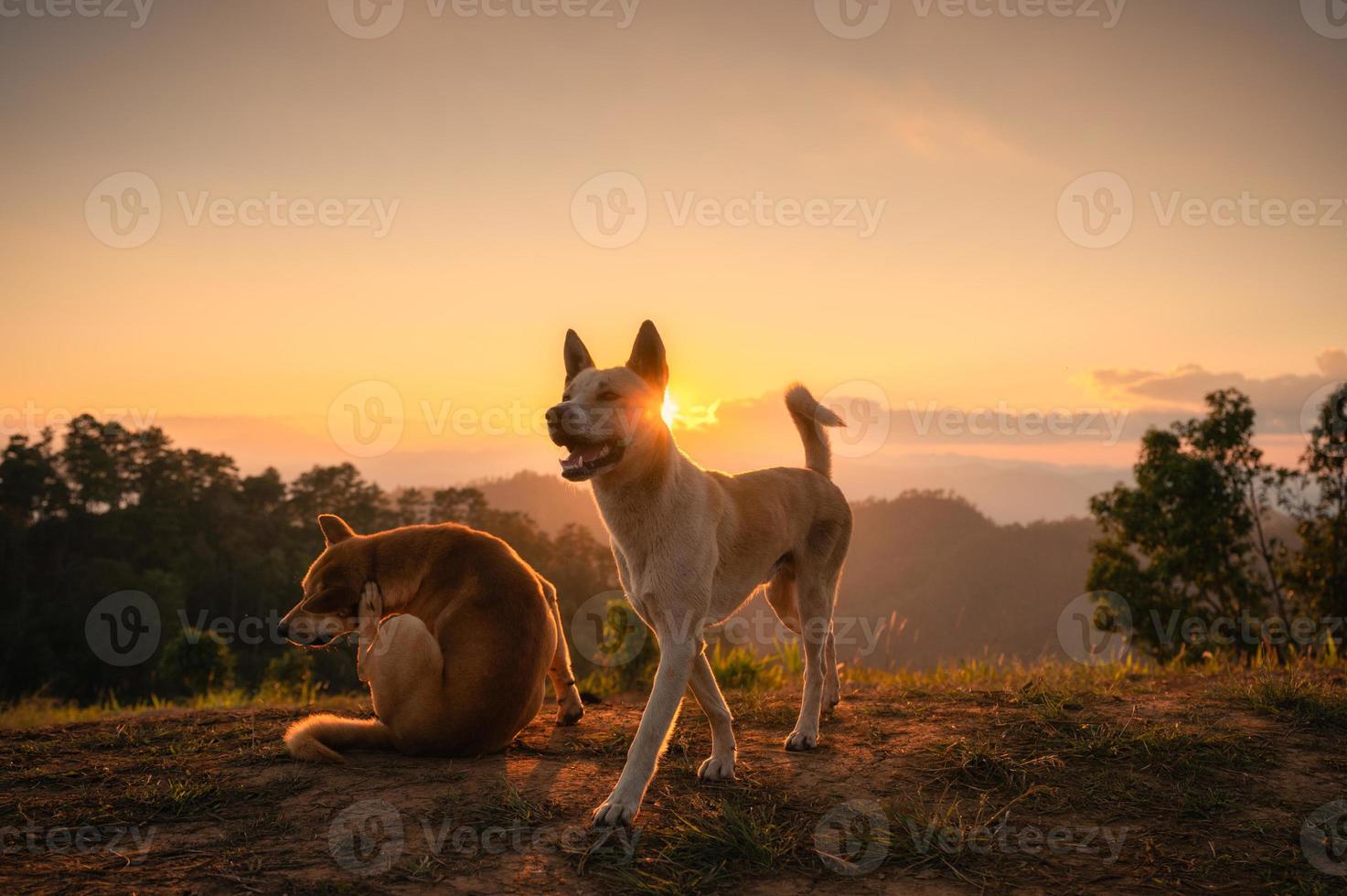 chiens domestiques au sommet de la montagne au coucher du soleil photo