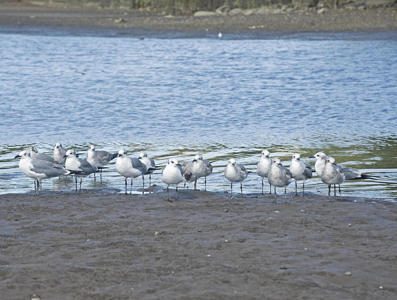 mouette qui rit 2 photo