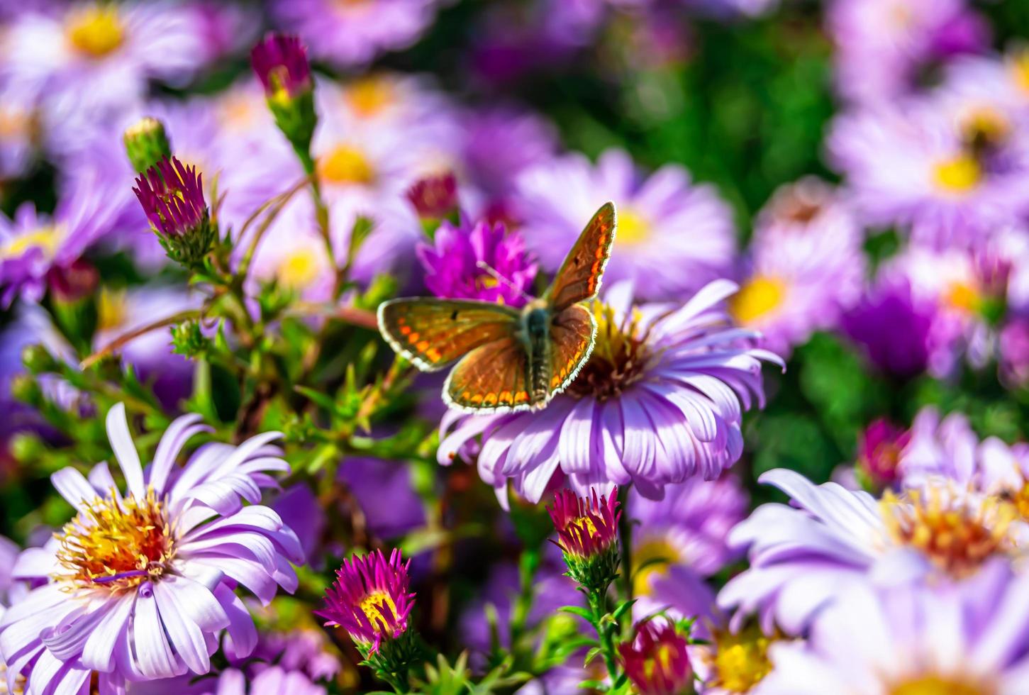 photographie à thème beau papillon noir monarque photo