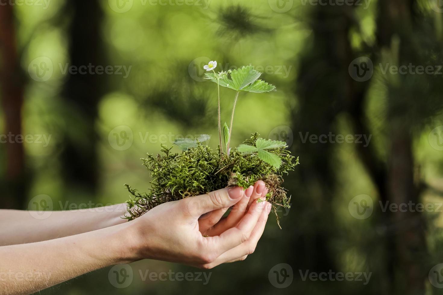 environnement jour de la terre entre les mains des arbres, planter des semis en croissance. bokeh fond vert mains féminines tenant l'arbre sur le concept de conservation de la forêt d'herbe de champ nature. photo