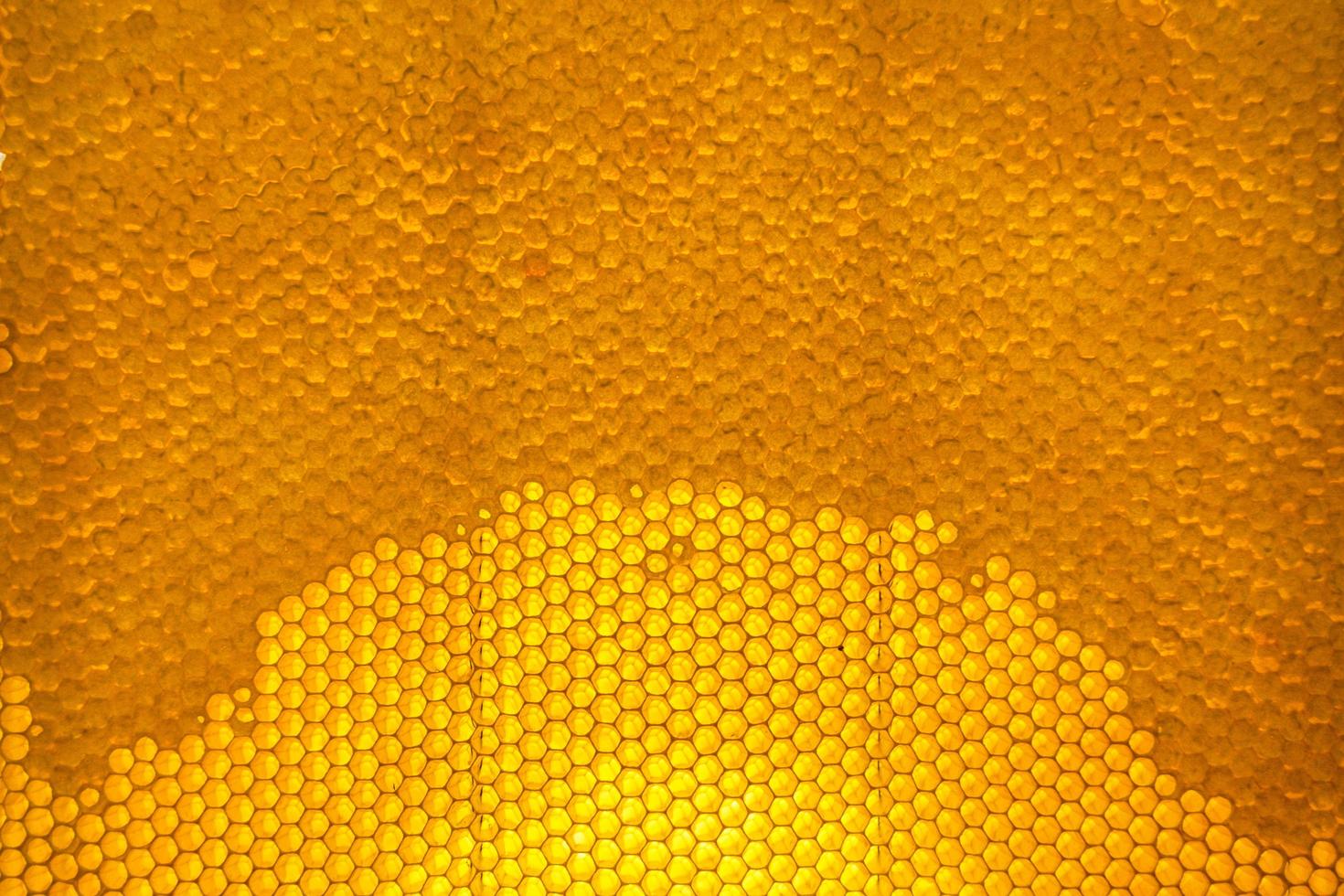 nid d'abeilles de ruche remplie de miel doré photo