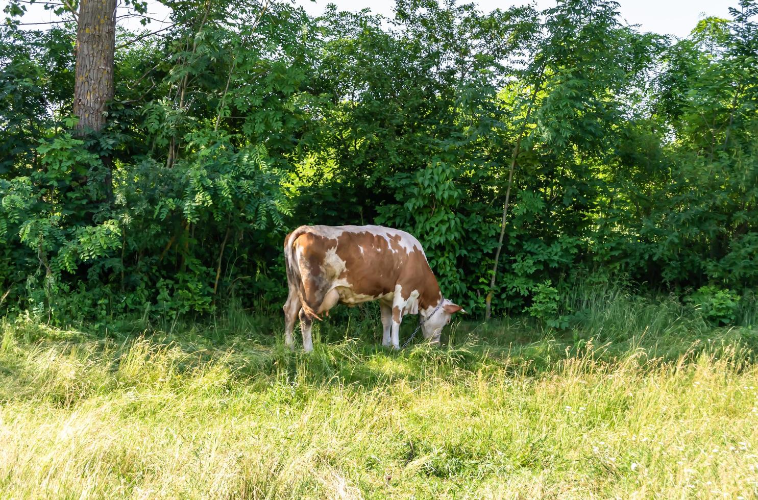 photographie sur le thème belle grosse vache à lait photo