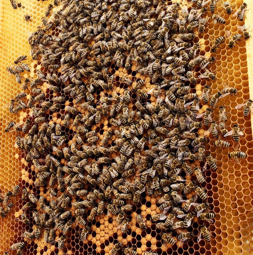 texture d'hexagone de fond, nid d'abeille de cire d'une ruche d'abeille photo