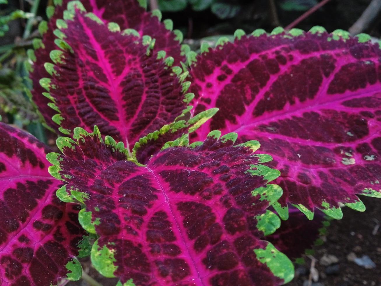 fleur de coleus avec un beau motif photo