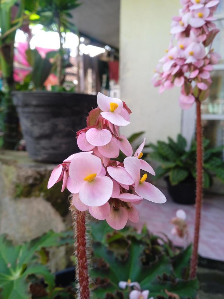 fleur de bégonia grandis photo