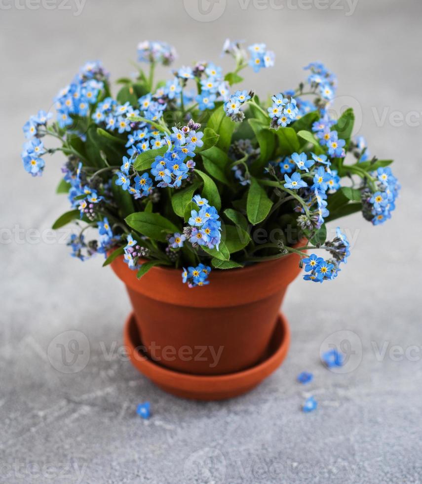 fleurs de myosotis dans un petit pot de fleurs photo