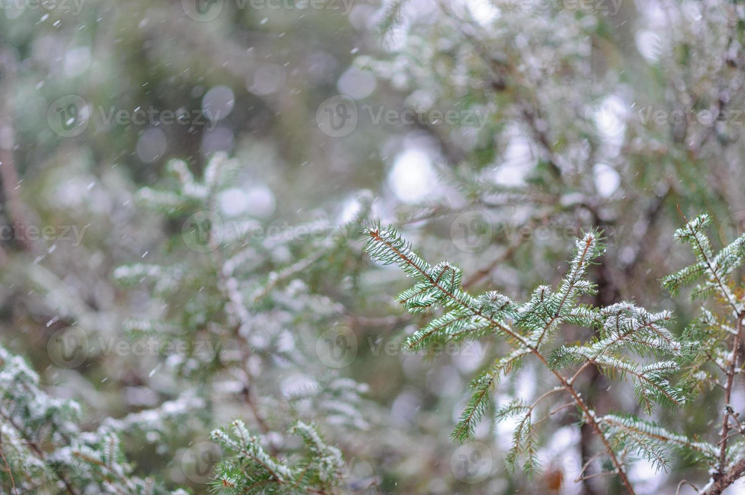 un brin de jeune épicéa s'endort dans la neige abondante. mauvais bon temps d'hiver. photo