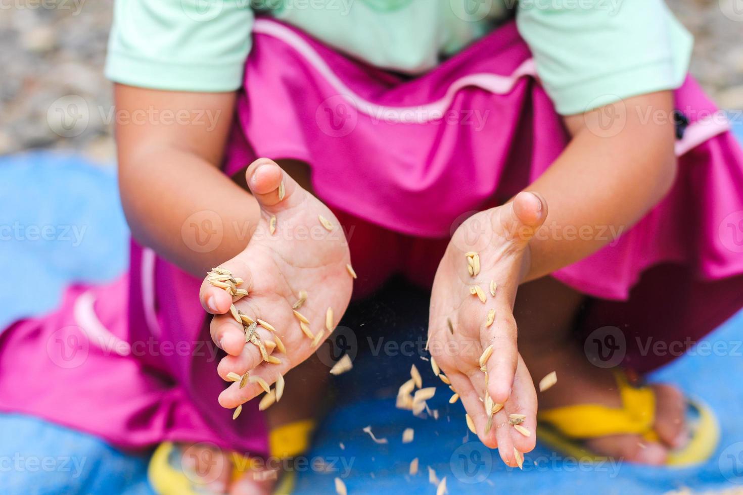 graine de riz doré photo