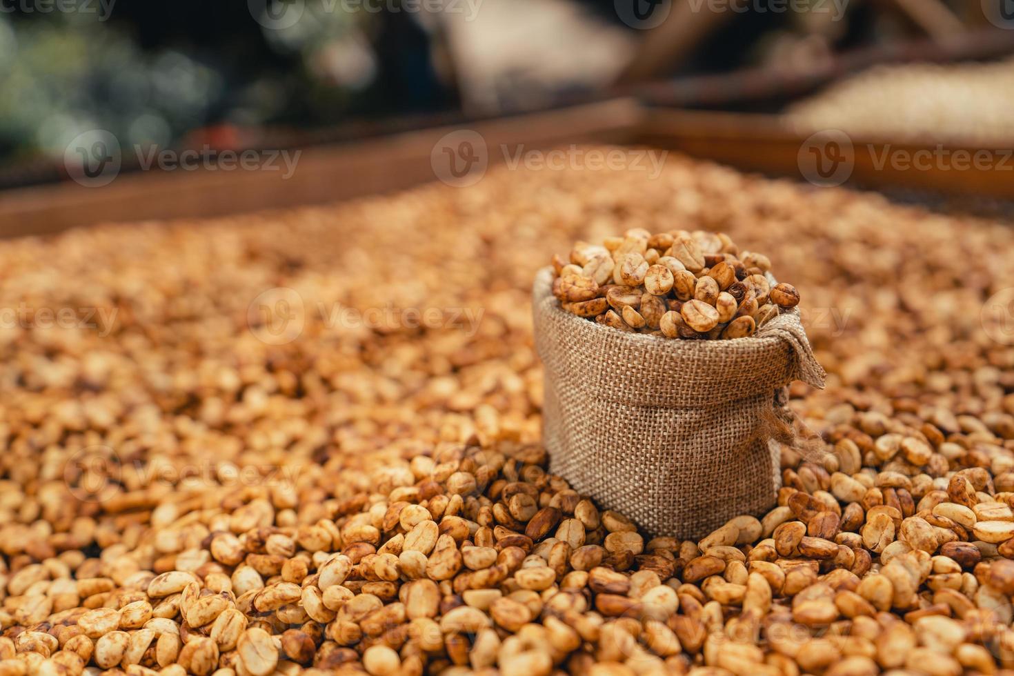 les grains de café sont séchés dans la serre. photo