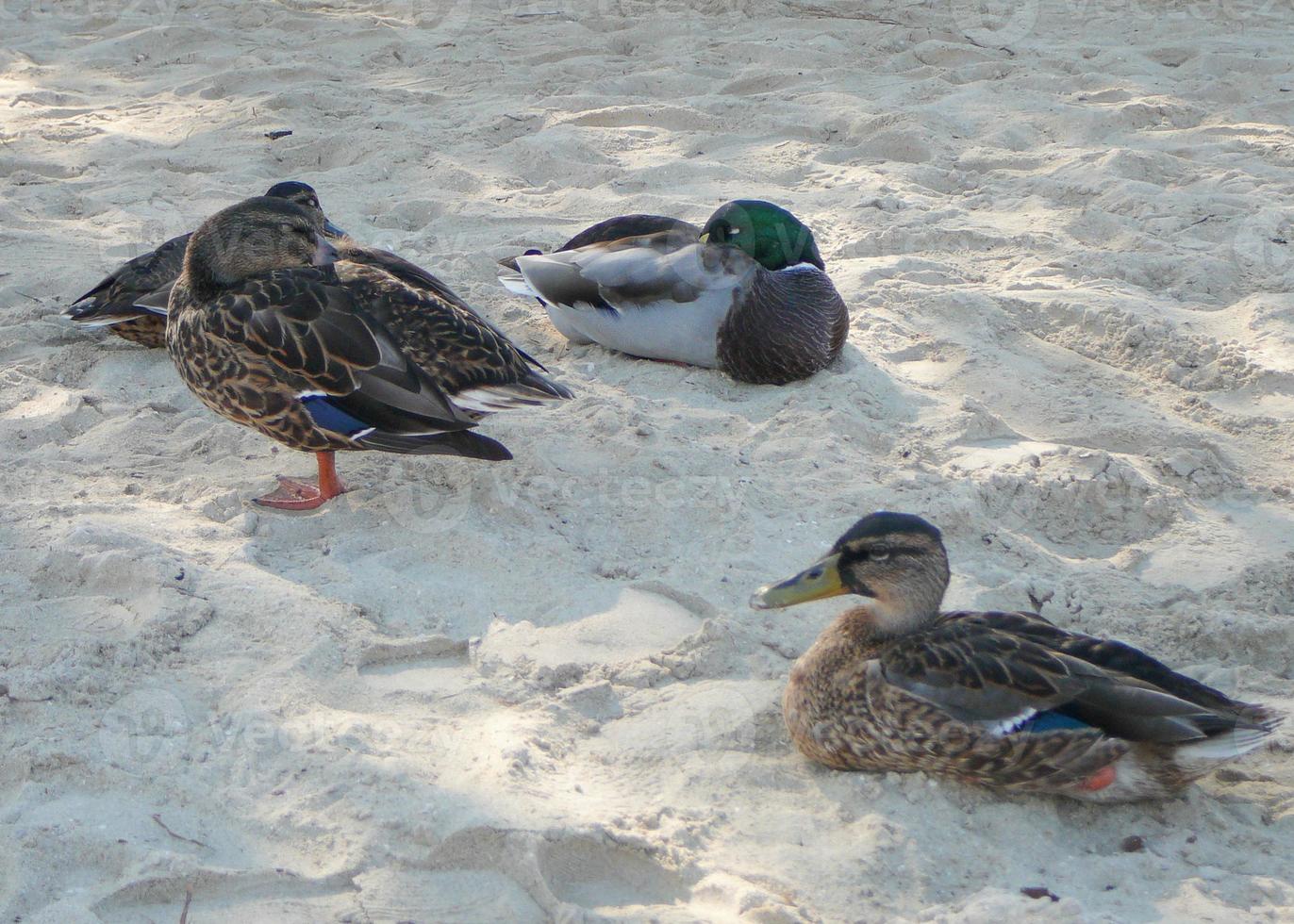 canard sarcelle oiseau animal photo