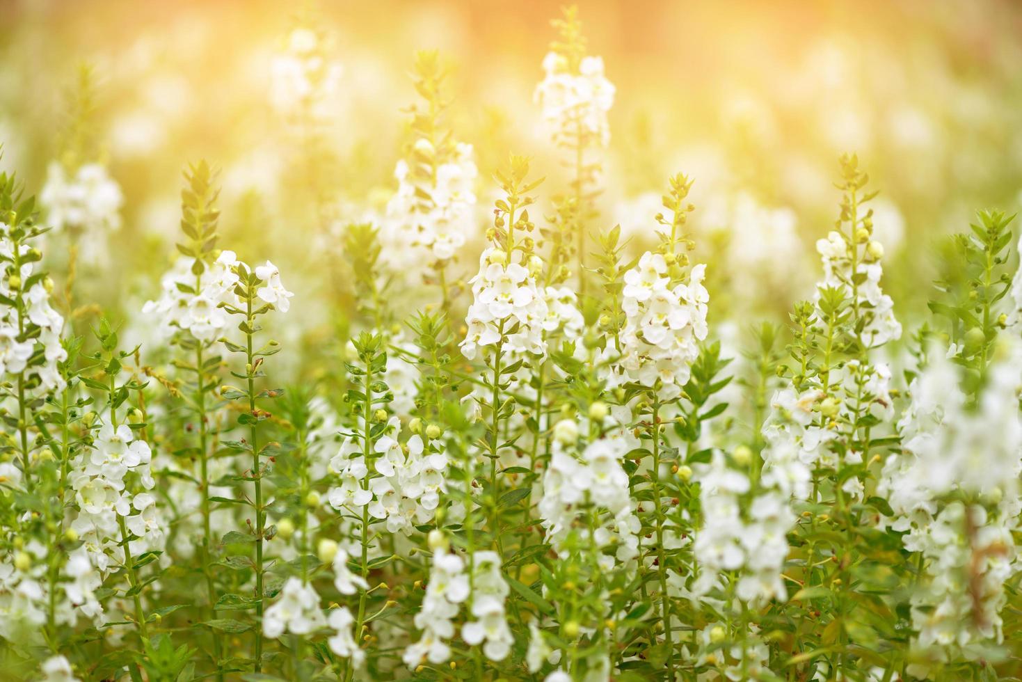 de beaux champs de fleurs avec la lumière du soleil du soir brillent à travers. photo