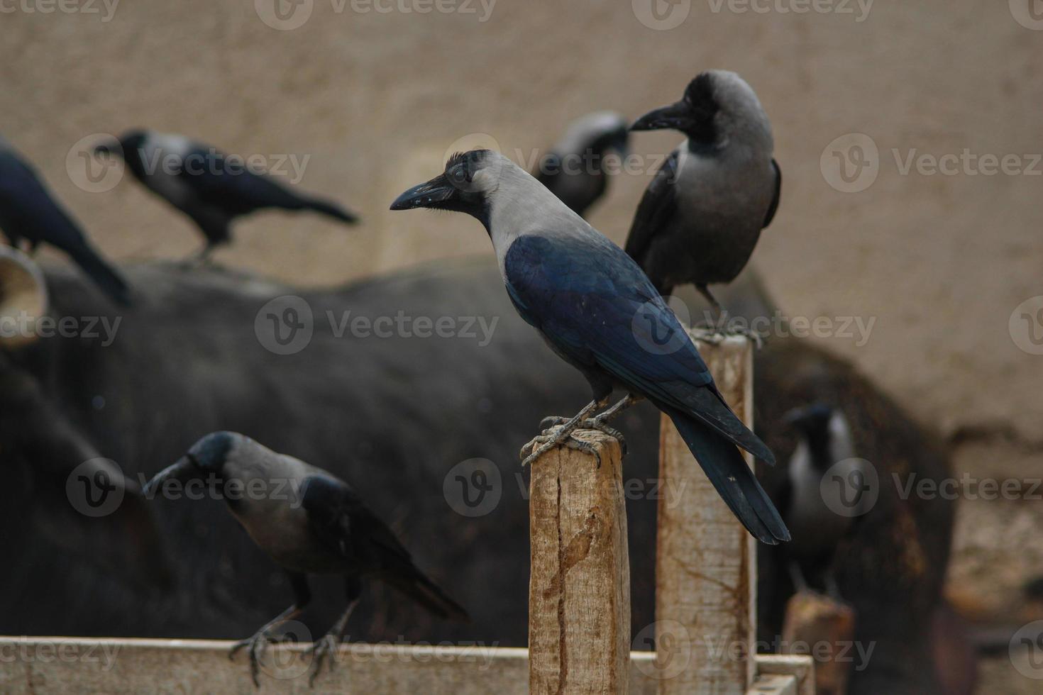 vue portrait du corbeau domestique assis sur le mur. corbeaux domestiques sur fond flou. corbeau indien. avec mise au point sélective sur le sujet. photo