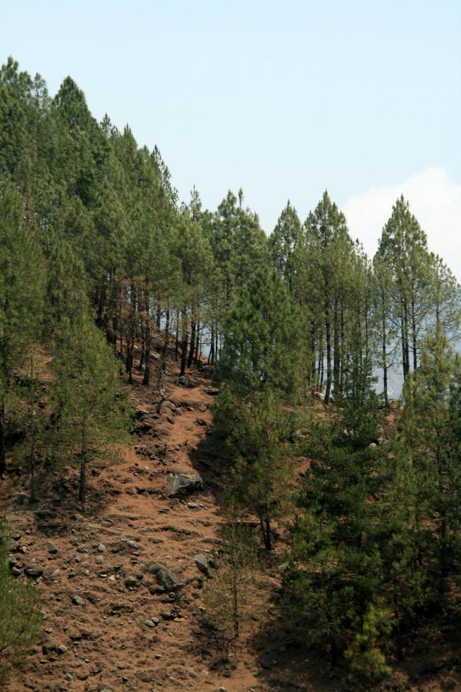 rangée d'arbres au sommet d'une colline photo