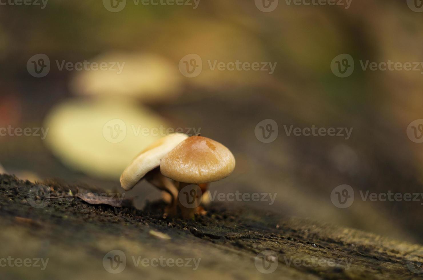 petit champignon mignon sur le détail du bois photo