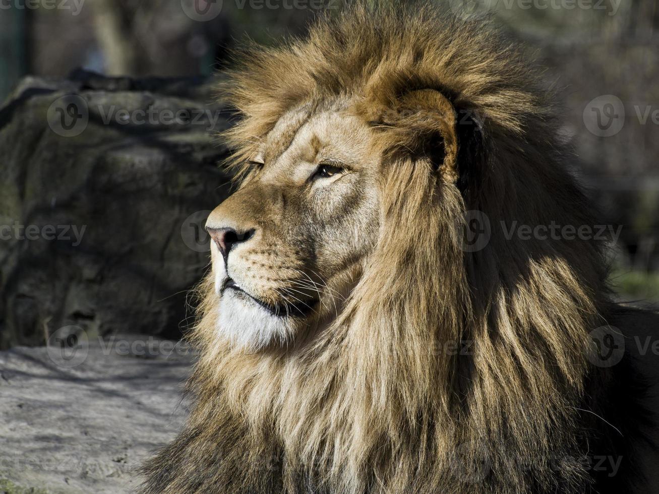 lion se reposant dans la nature photo