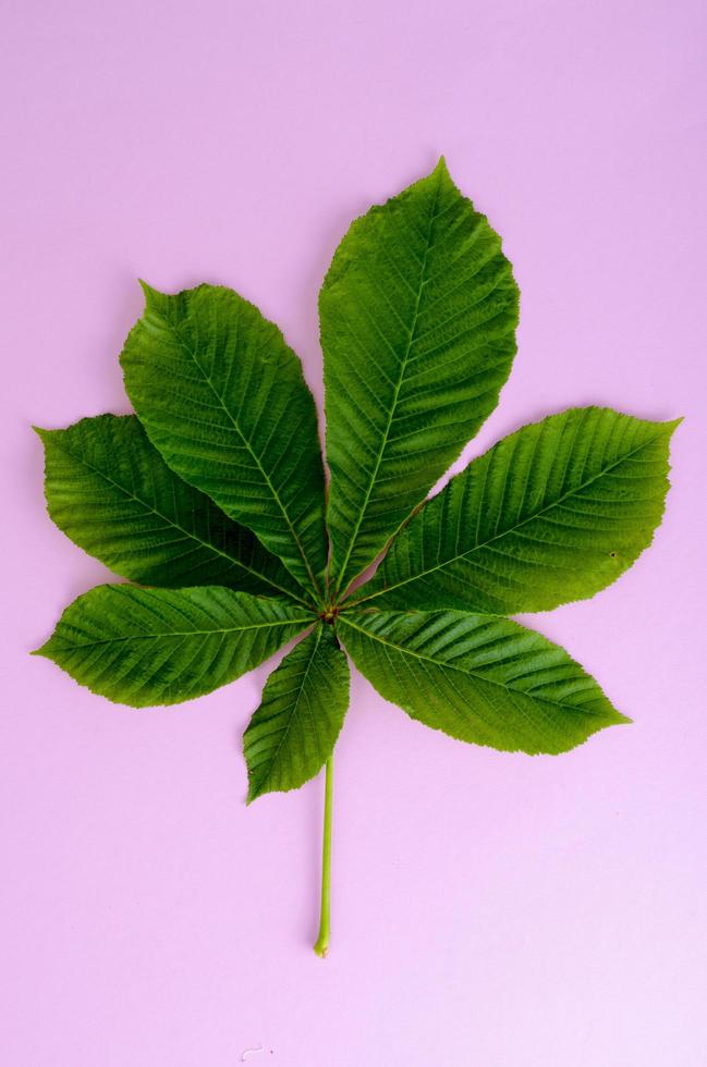 branche de châtaignier avec feuilles et fleurs sur fond clair photo