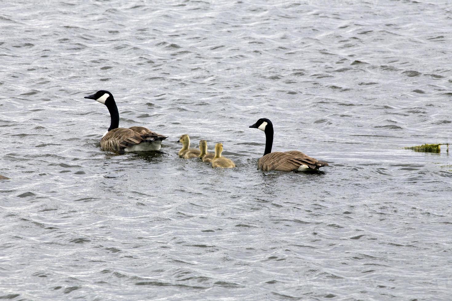 bernache du canada et bébés photo