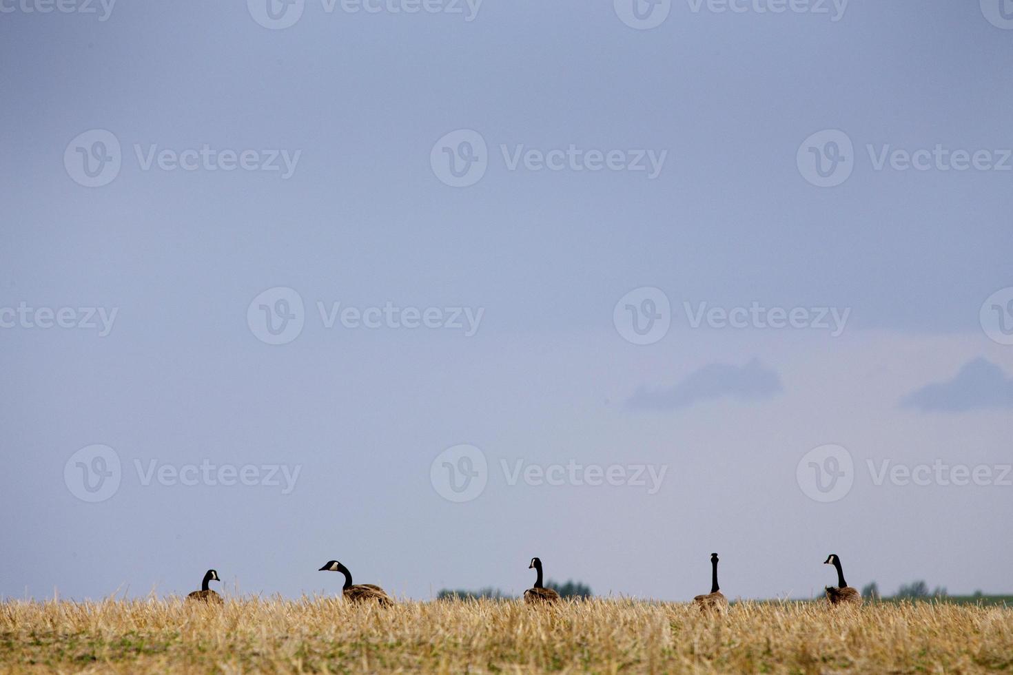 bernaches du canada prairies photo