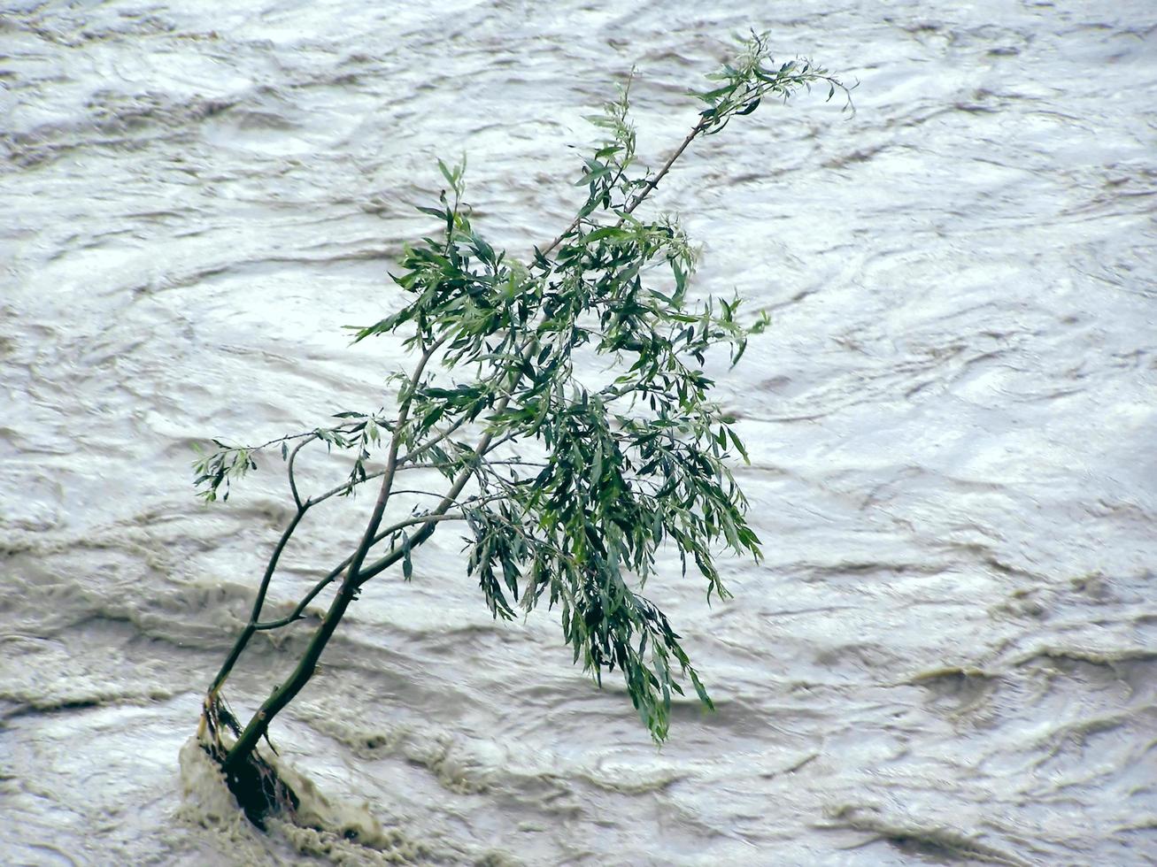 arbre solitaire résistant aux inondations photo