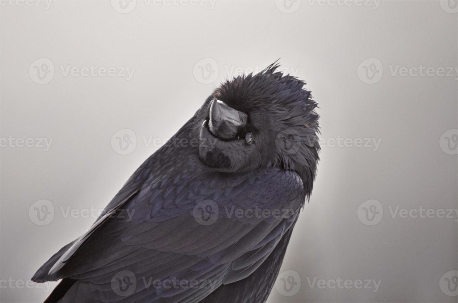 corbeau en hiver photo