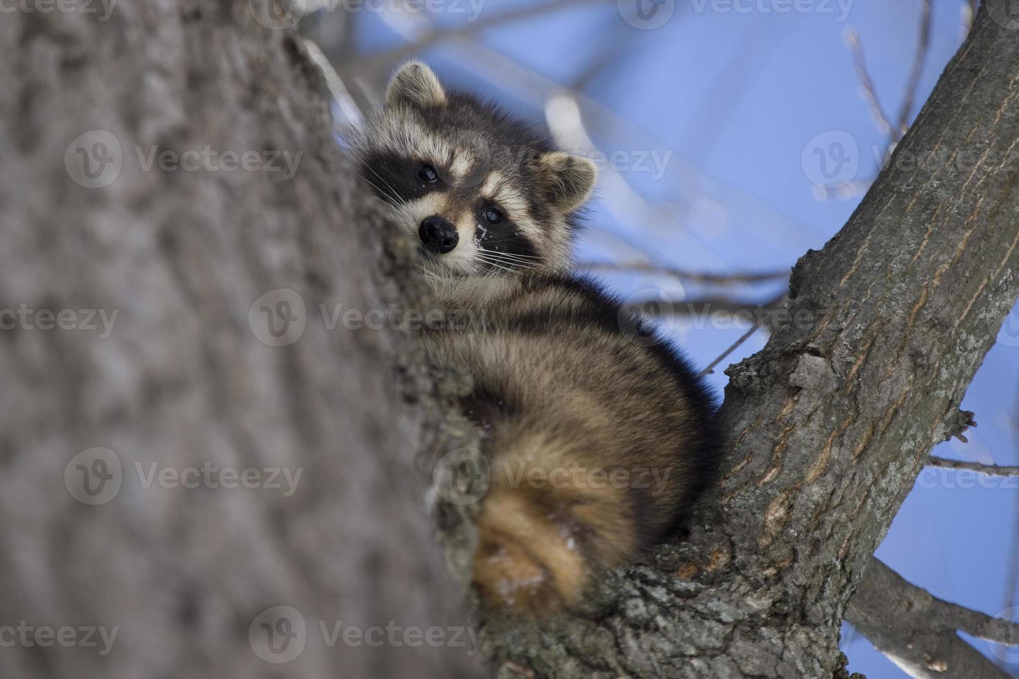 raton laveur en hiver photo