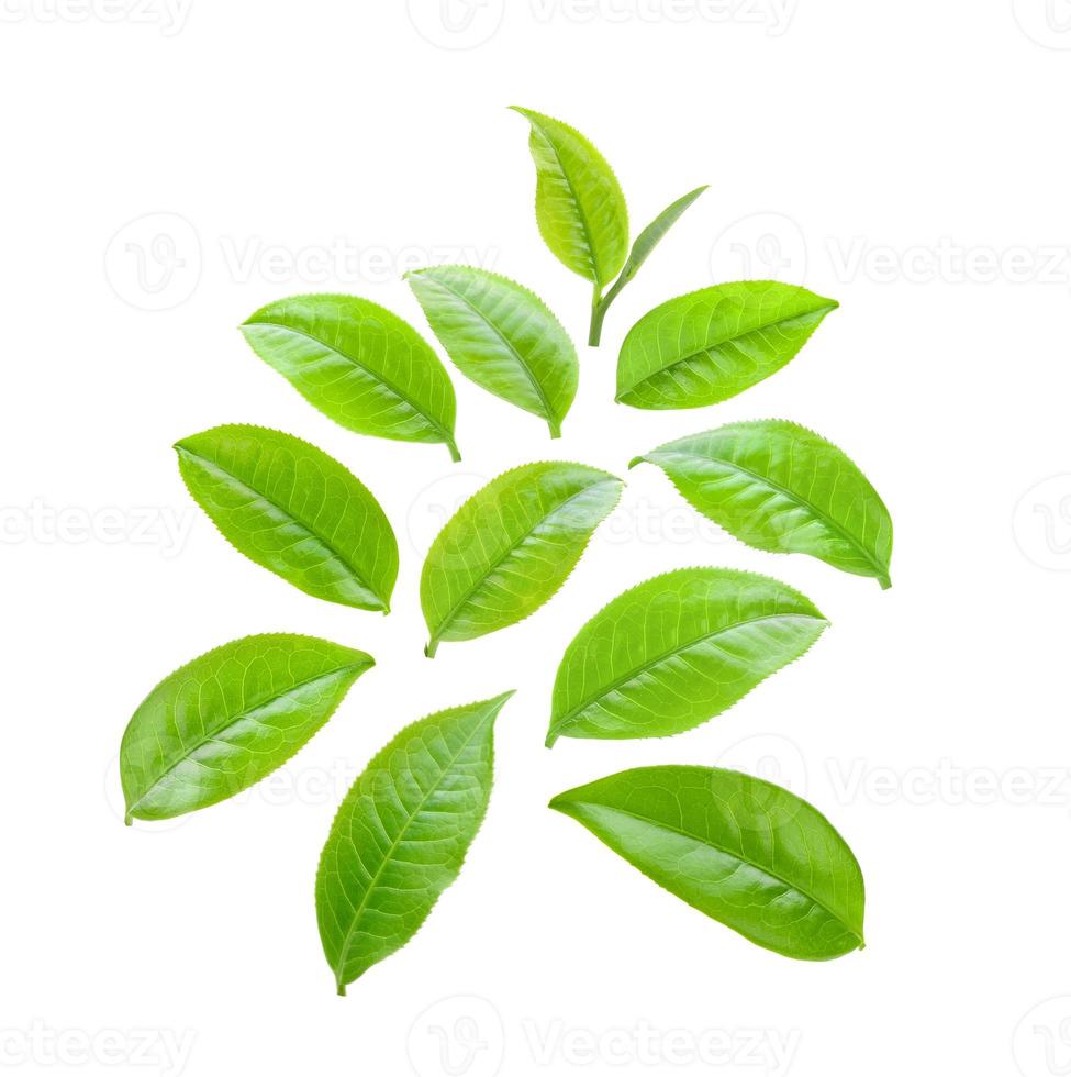 feuilles de thé sur blanc photo