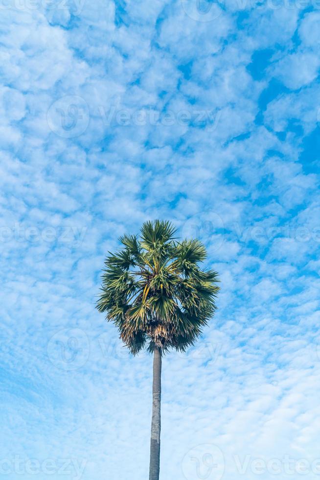 palmier avec beau ciel bleu photo