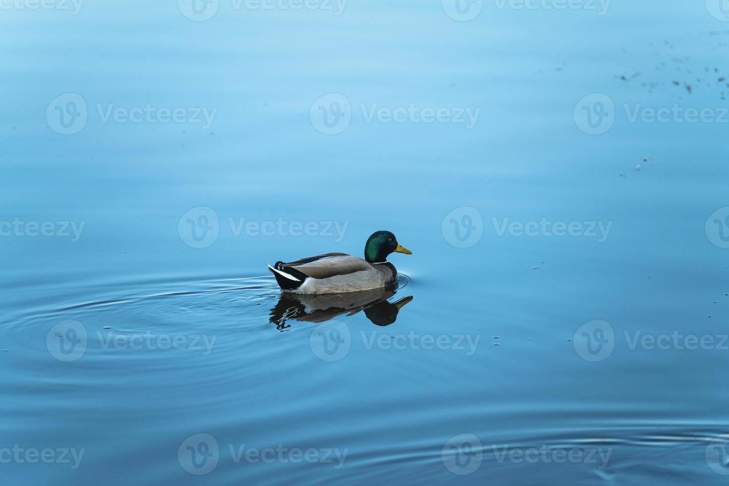 un colvert mâle isolé sur le lac bleu photo