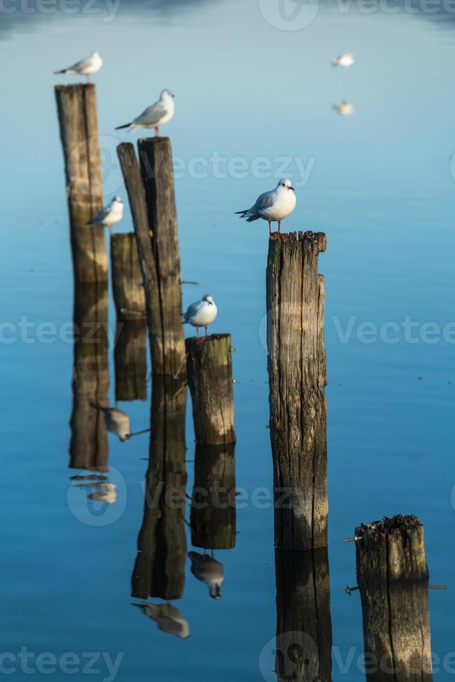 mouettes sur des poteaux en bois dans un lac bleu reflété par l'eau photo