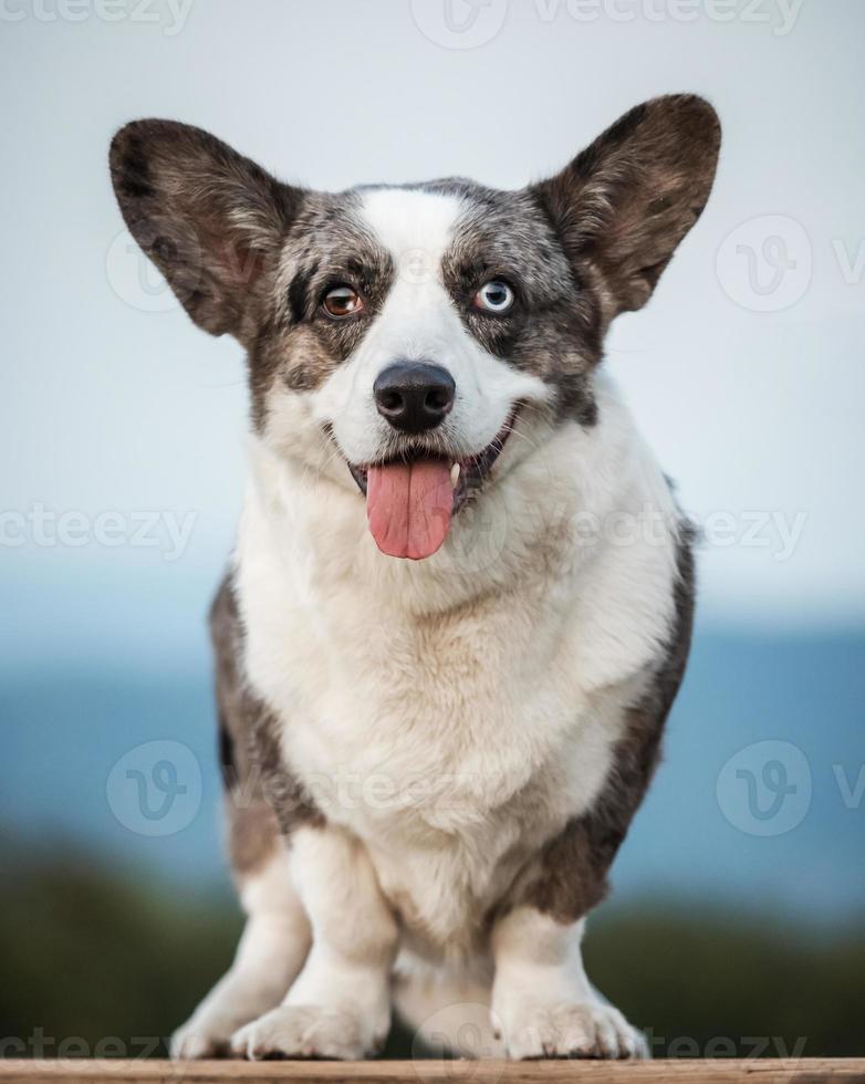beau chien corgi gris montre une position standard et une formation pour animaux de compagnie portrait b photo