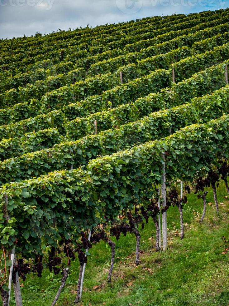 les raisins sont mûrs. saison des vendanges. viticulture en alsace. photo