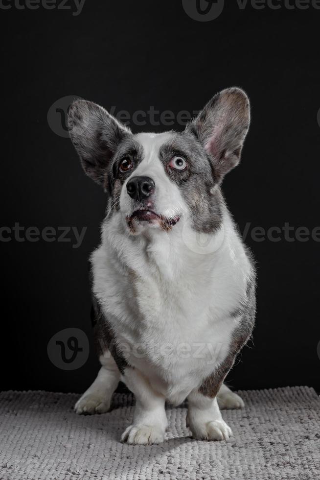 beau chien corgi gris avec des yeux de couleur différente portrait émotionnel gros plan photo