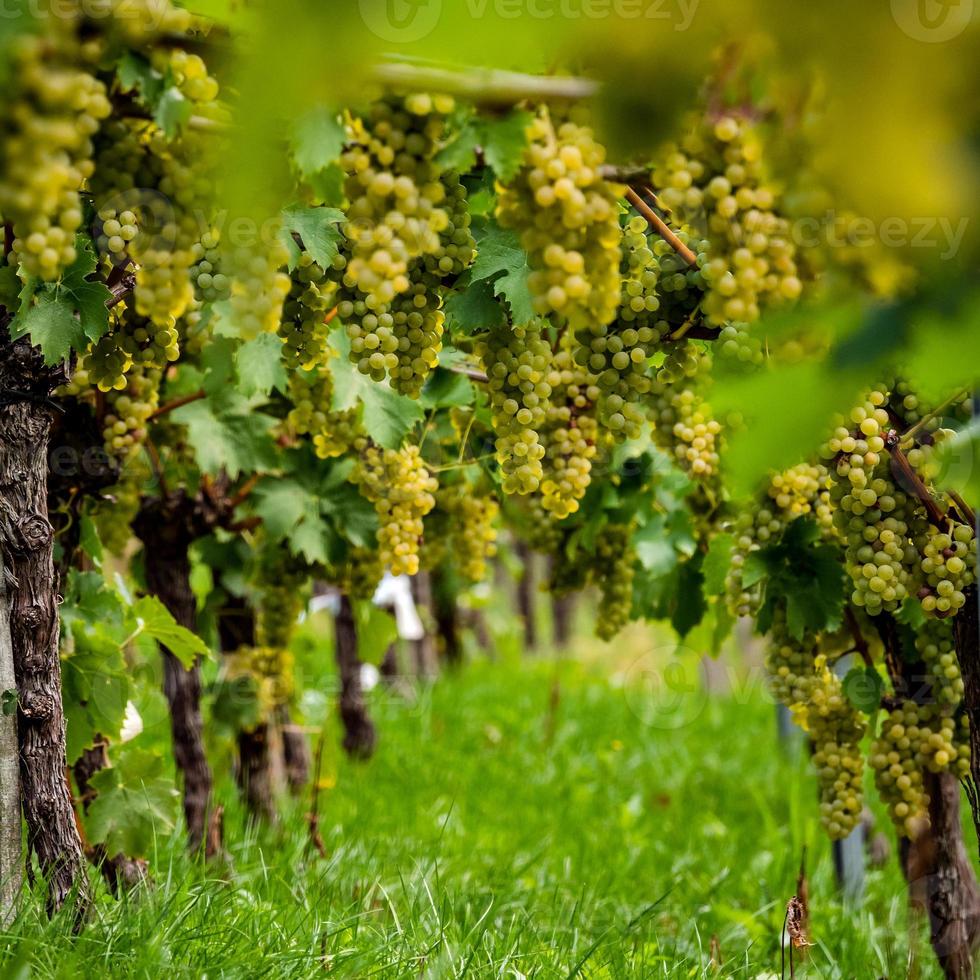 les raisins sont mûrs. saison des vendanges. viticulture en alsace. photo