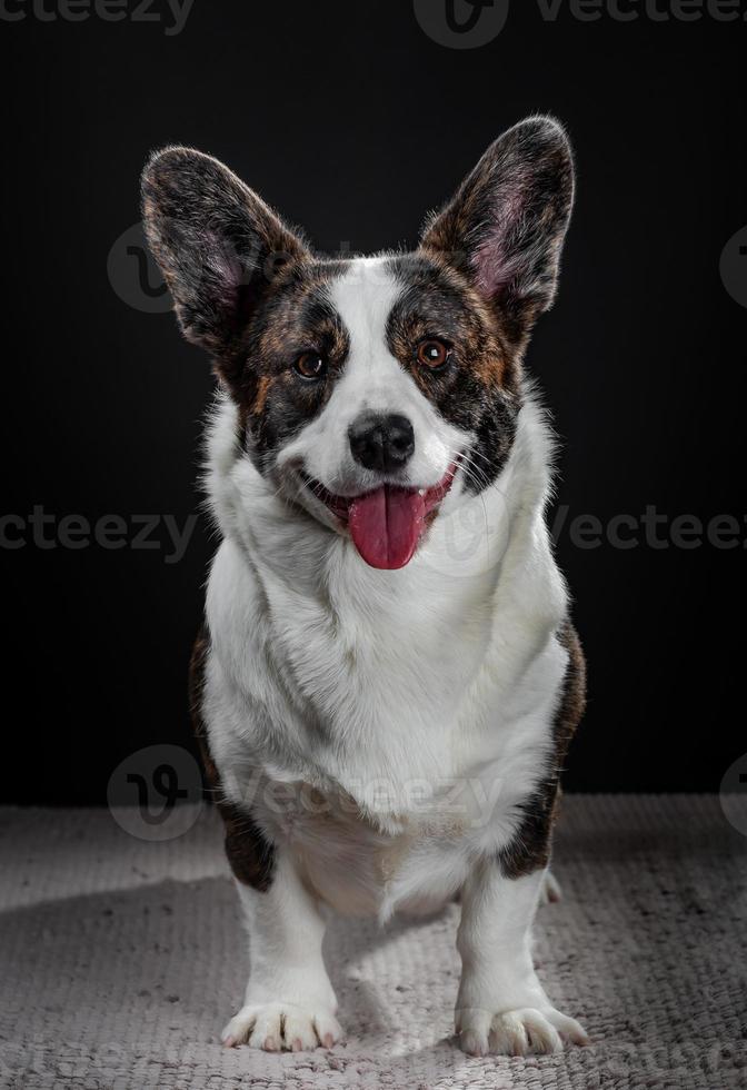 Beau chien corgi brun closeup portrait émotionnel photo