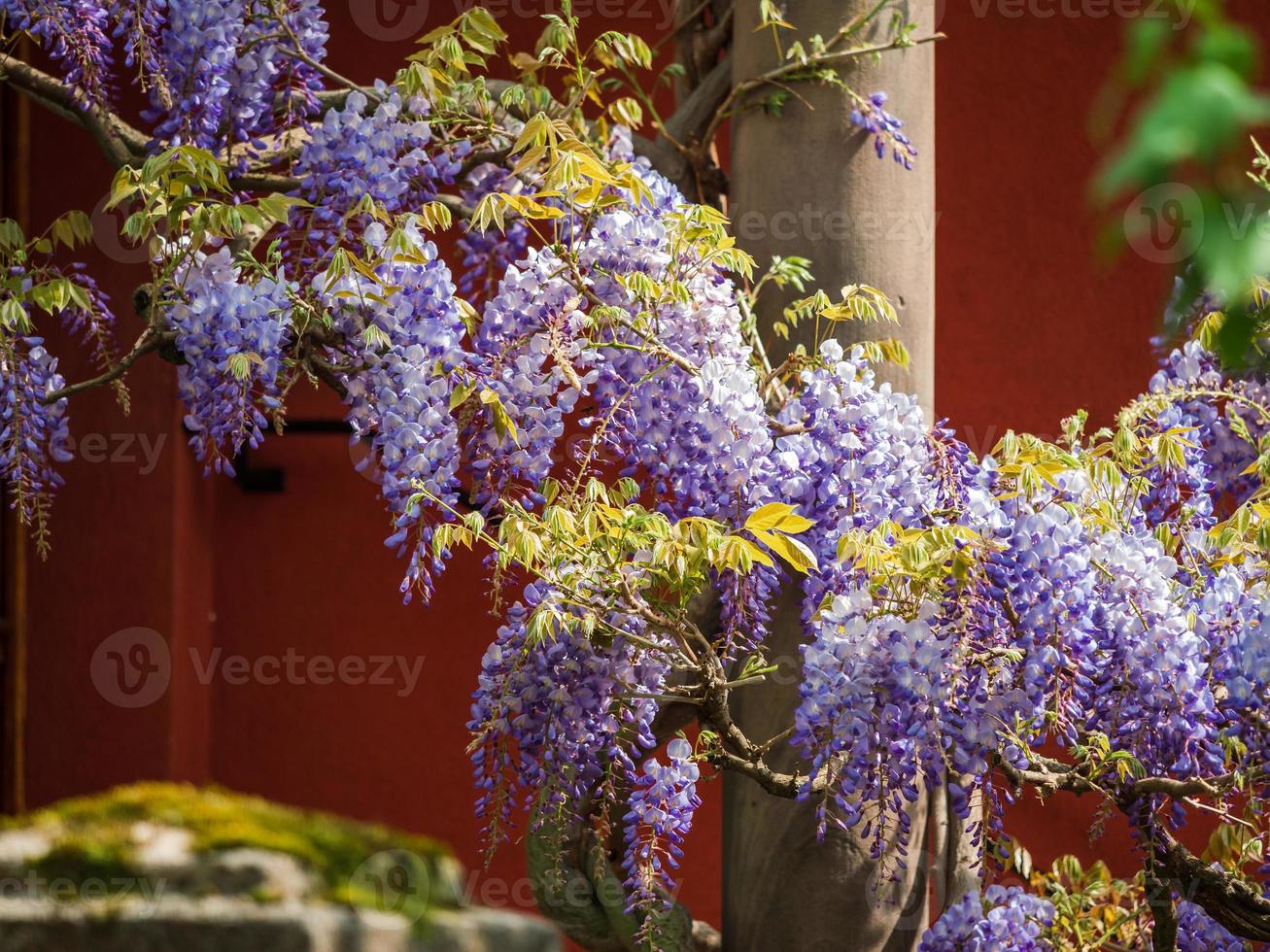 glycine en fleurs. superbes lianes lilas. temps ensoleillé. strasbourg. le confort et la beauté d'une journée de printemps dans un quartier calme de la ville. photo