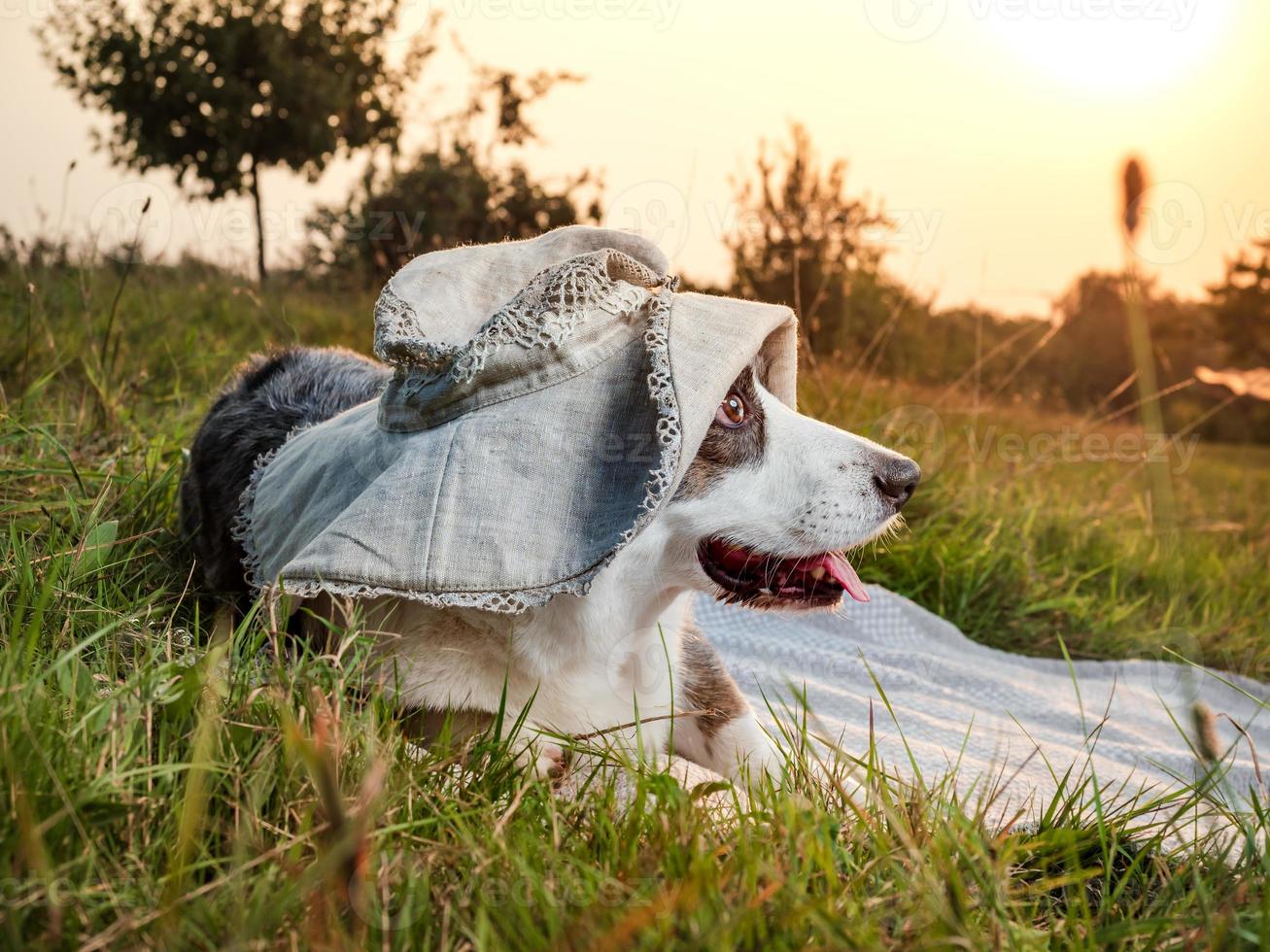drôle de chien corgi posant dans un chapeau féminin sur fond de soleil couchant photo