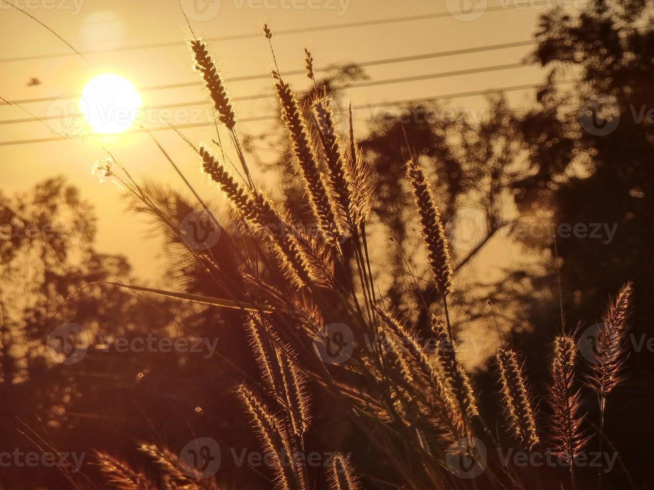 Lumière de jante de fleur d'herbe de mission ou d'herbe pennisetum de plumes au coucher du soleil photo