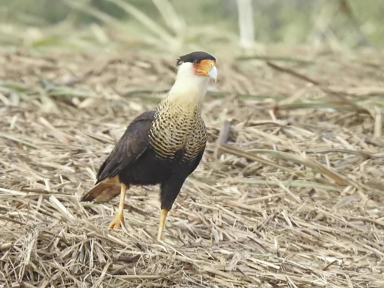 caracara huppé 1 photo