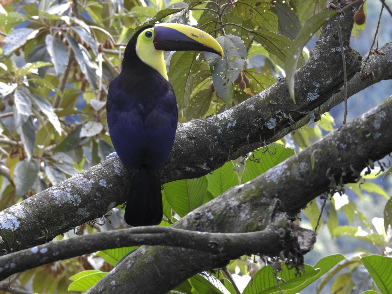 toucan châtaignier 2 photo