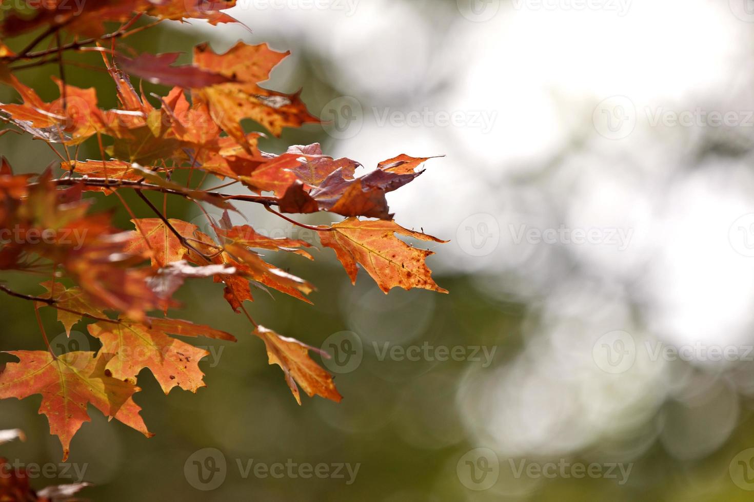 feuilles d'automne érable à sucre photo