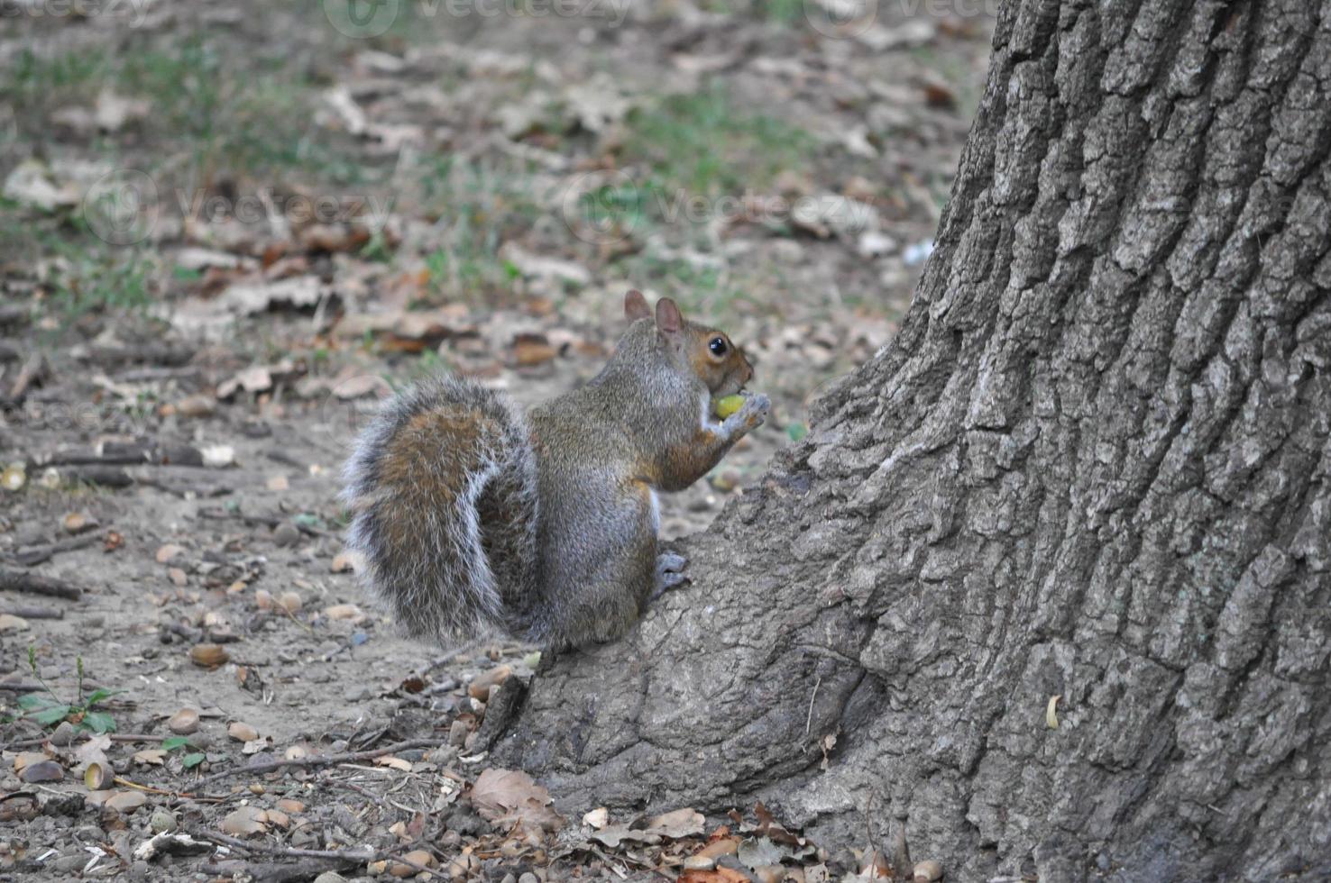 écureuil roux animal de la classe des mammifères mammifères photo