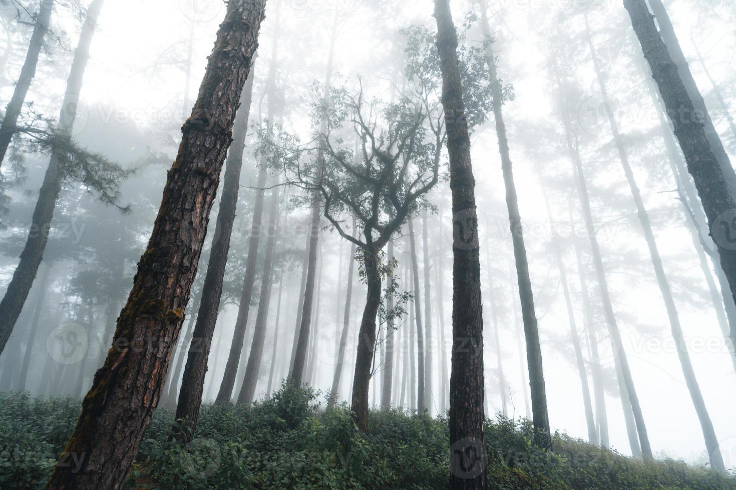 forêt brumeuse et pins photo